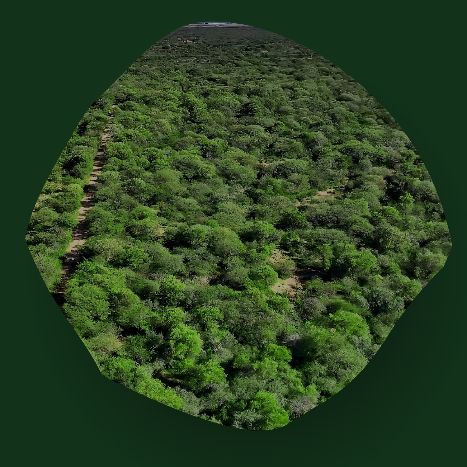 Bosque